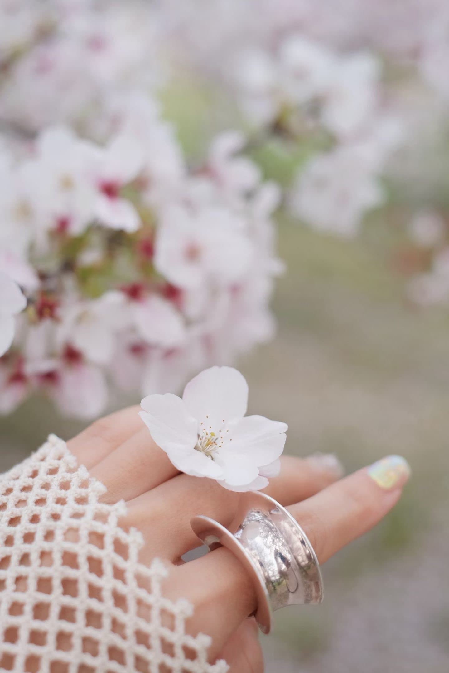 Bloom