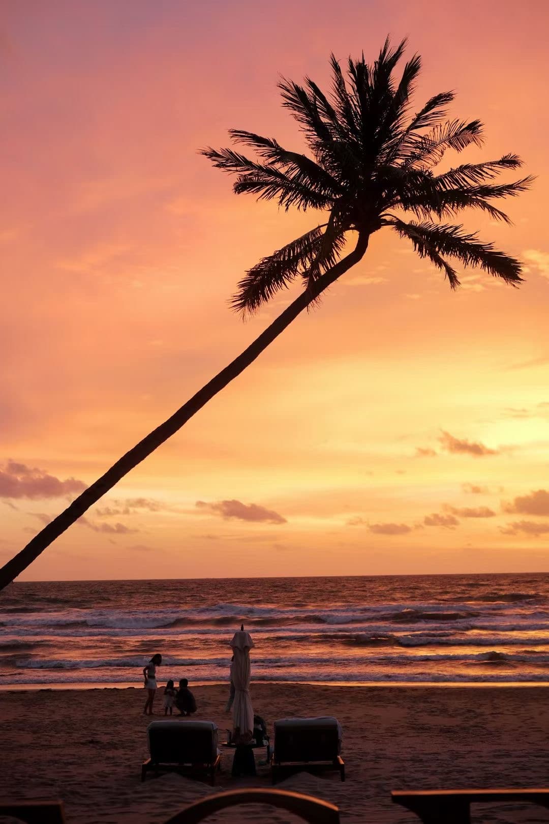 Palm tree sunset